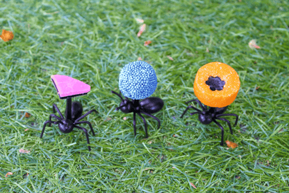 Ant Colonies